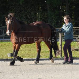 pferde-f800.jpg - Rettet Dias!